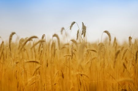 VAT na sprzedaż zbóż – do kiedy obowiązuje obniżona stawka?